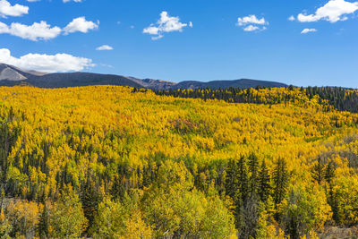 Scenic view of yellow flowers against sky