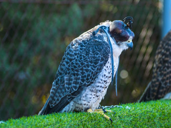 Close-up of bird perching on grass