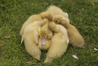 Close-up of baby relaxing on field