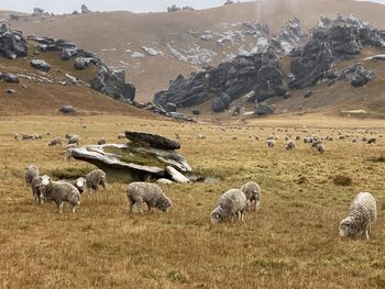 Flock of sheep grazing in field