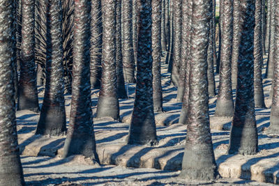 Full frame view of burnt palm tree trunks