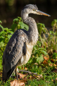 Close-up of heron on field