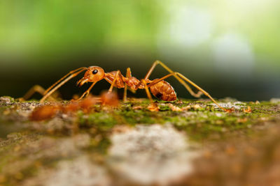 Close-up of ant