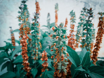 Close-up of flowering plants against trees