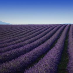 Scenic view of lavender field against clear sky