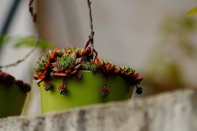 Close-up of potted cactus plant against wall