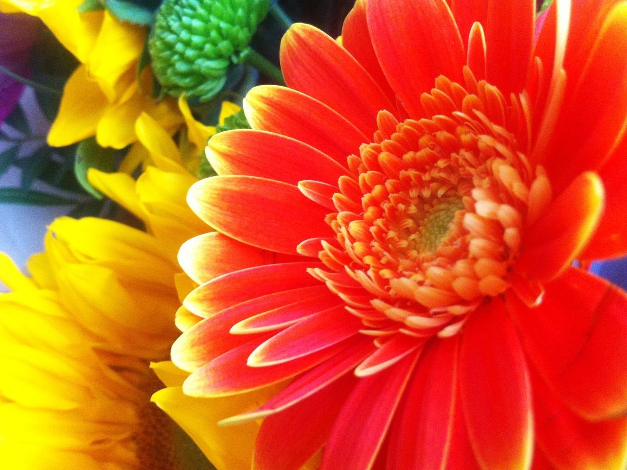 flower, petal, flower head, freshness, fragility, beauty in nature, growth, close-up, blooming, orange color, nature, pollen, red, plant, stamen, full frame, single flower, focus on foreground, in bloom, backgrounds