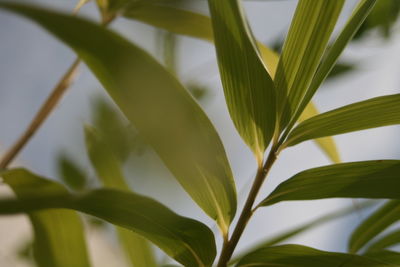 Close-up of green leaves