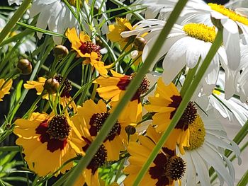 Close-up of yellow flowering plant