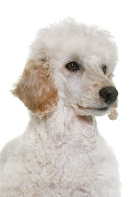 Close-up portrait of a dog over white background