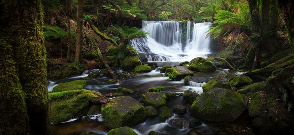 Scenic view of waterfall in forest