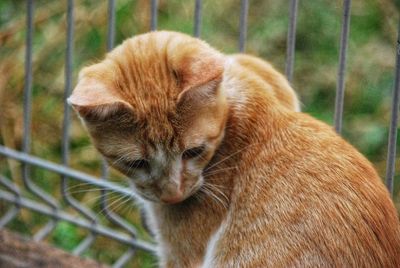 Close-up of a cat