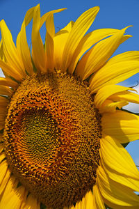 Close-up of sunflower