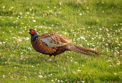 Close-up of a bird on field