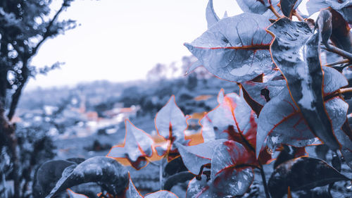 Close-up of plants during winter