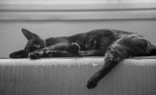 Close-up of cat relaxing at home