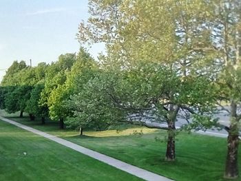 Trees growing on grassy field