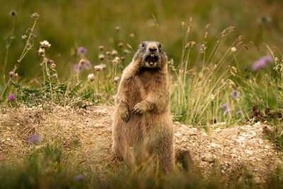 Close-up of marmot on field