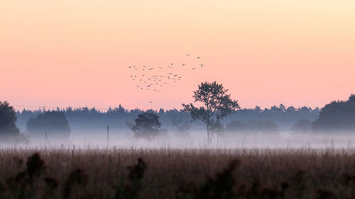 Birds flying over field against sky during sunset