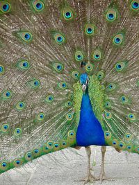 Close-up portrait of peacock