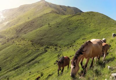 Horses in a field
