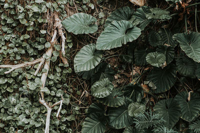 High angle view of ivy growing on tree