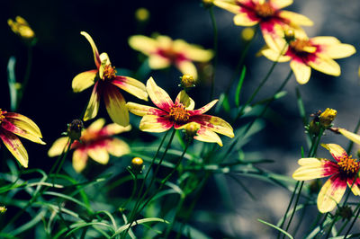 Close-up of flowering plants