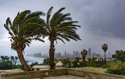 Palm trees by building against sky