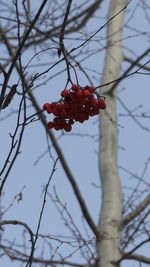 Close-up of berries on branch