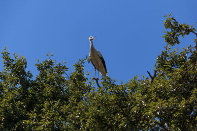 Low angle view of bird perching on tree against sky