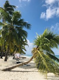 Palm trees on beach against sky