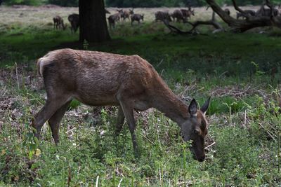 Horse grazing on field