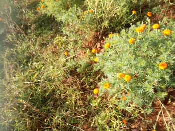 High angle view of flowering plants on field