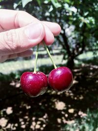 Close-up of cropped hand holding fruit