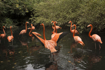 Flock of birds in lake