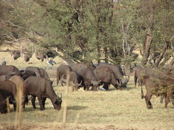 Horses walking in a field