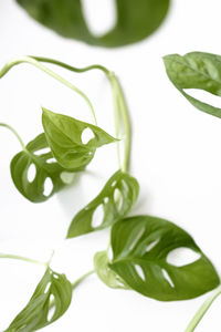 Close-up of plant against white background
