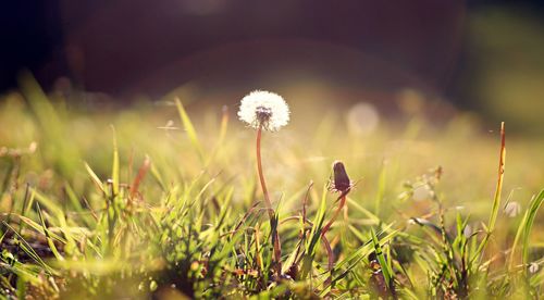 Close-up of dandelion flower on field