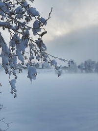 Snow covered plants against sky