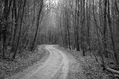 Dirt road along trees in forest