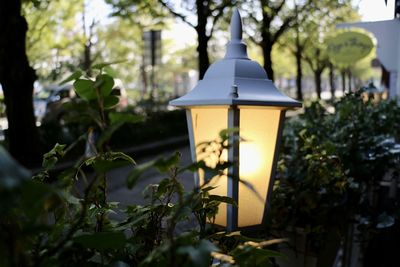 Close-up of illuminated lamp in yard