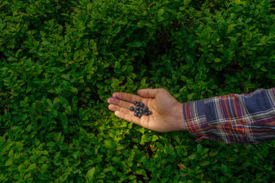 Close-up of hand holding leaf