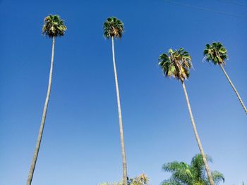 Low angle view of palm trees against clear blue sky