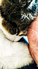 Close-up of cat