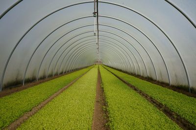 Scenic view of agricultural green house with newly grown vegetables