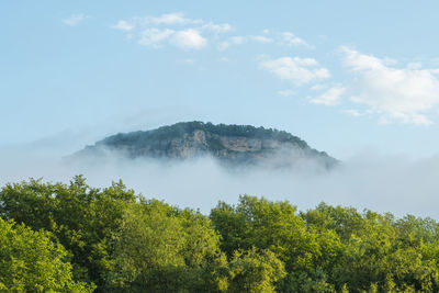 Scenic view of trees against sky