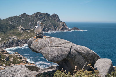 Seagull perching on rock by sea against sky