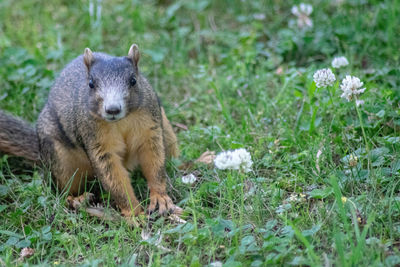 View of an animal on field