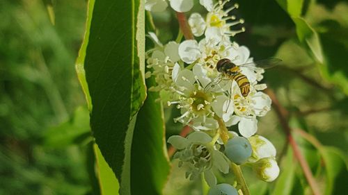 Close-up of insect on flowers