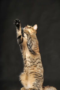 Cat looking away against black background